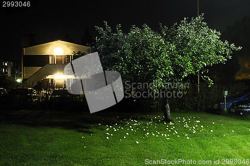 Image of apple tree in the yard next to car parking at night