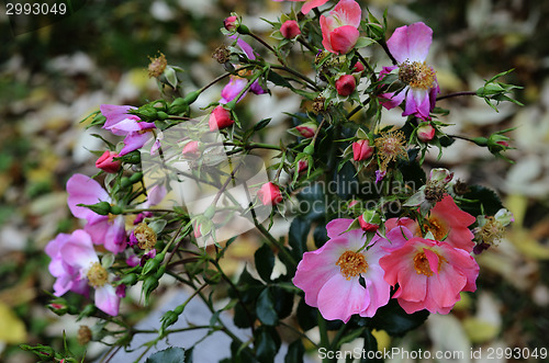 Image of bouquet of roses on autumn background