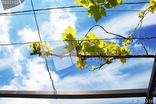 Image of Vine branch over blue sky