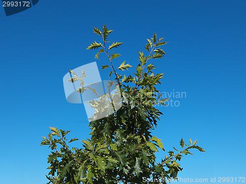 Image of Green tree on blue sky background