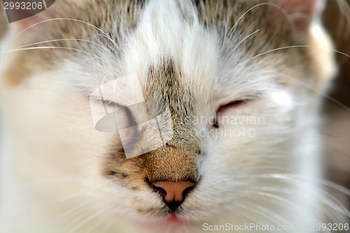 Image of head cat close up on a white background