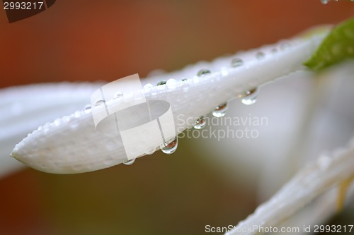 Image of macro white flower with water drops