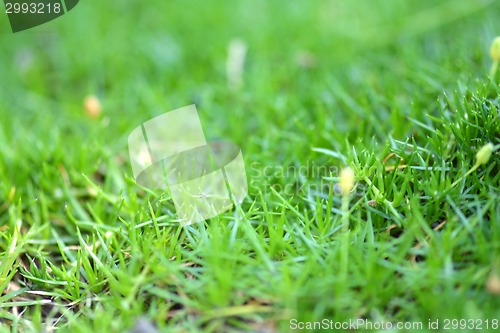 Image of green grass background, close up