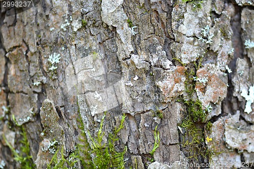 Image of grunge wooden texture used as background, wood bark