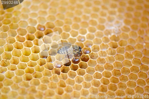 Image of bees work on honeycomb