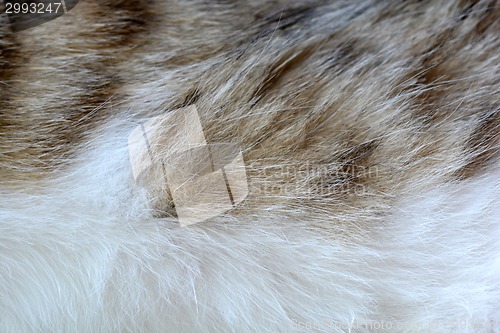 Image of cat fir close up