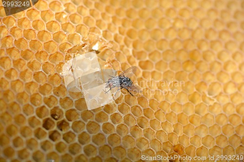 Image of fly work on honeycomb