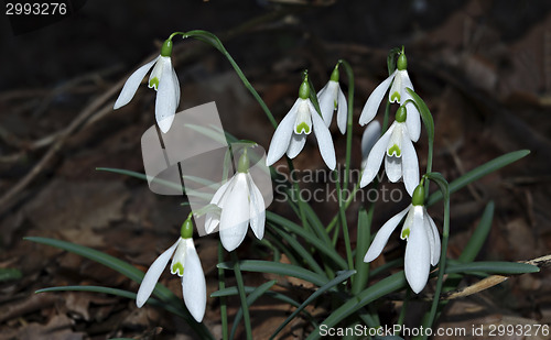 Image of Snowdrops Galanthus nivalis