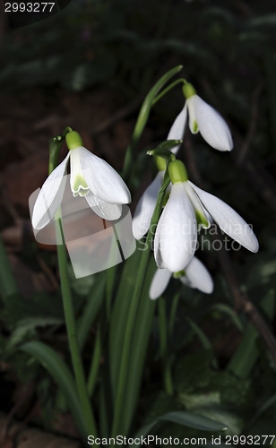 Image of Snowdrops Galanthus nivalis