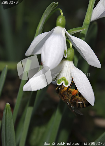 Image of Snowdrops Galanthus nivalis