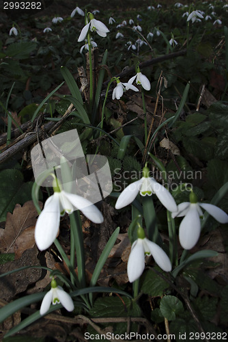 Image of Snowdrops Galanthus nivalis