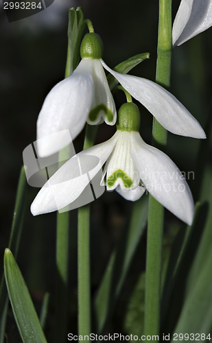 Image of Snowdrops Galanthus nivalis