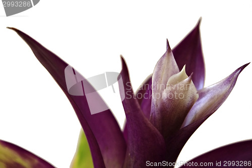 Image of Guzmania