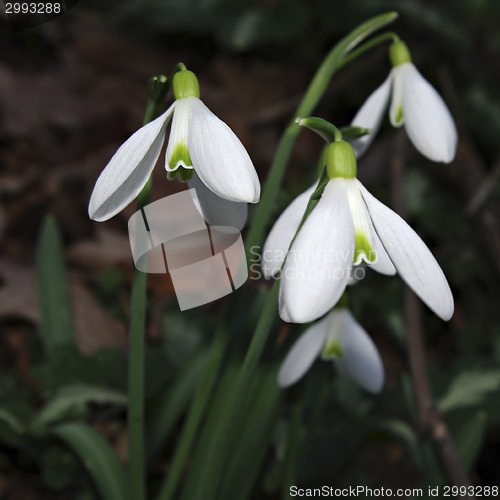 Image of Snowdrops Galanthus nivalis