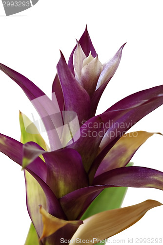 Image of Guzmania