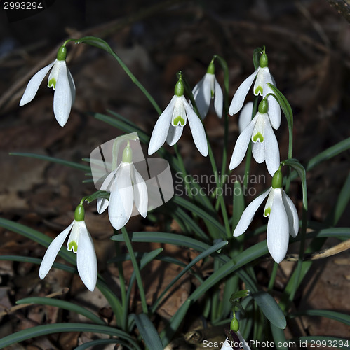 Image of Snowdrops Galanthus nivalis