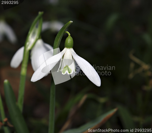 Image of Snowdrops Galanthus nivalis