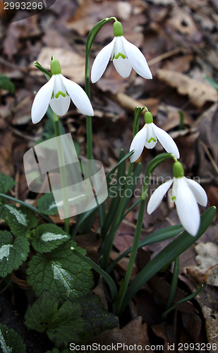 Image of Snowdrops Galanthus nivalis