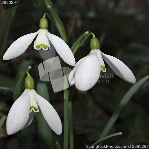 Image of Snowdrops Galanthus nivalis