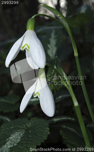 Image of Snowdrops Galanthus nivalis