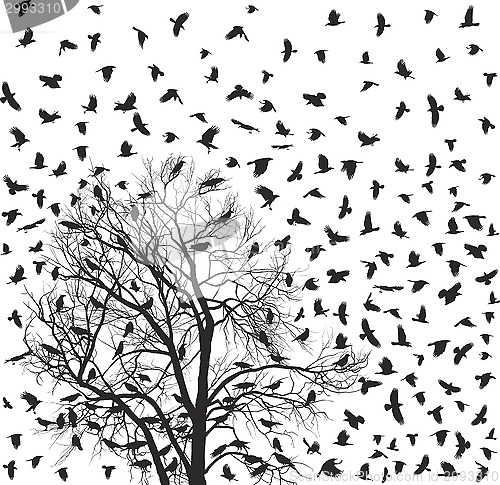 Image of Flock of crows over tree