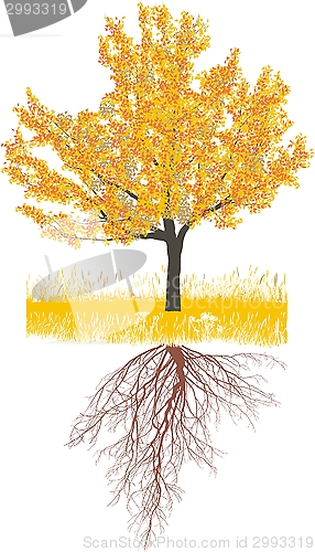 Image of Cherry tree in autumn with roots