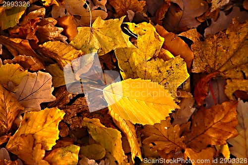 Image of Fallen leaves