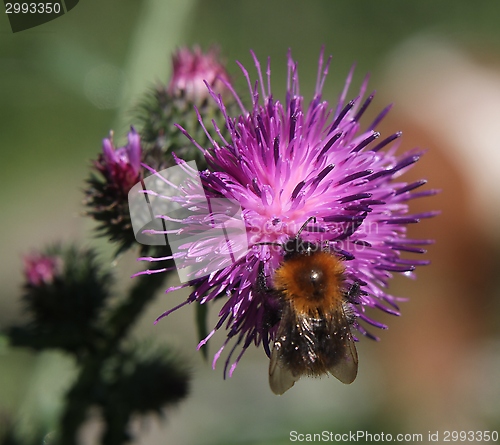 Image of Bumblebee on a thistle