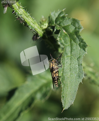 Image of Insect on a thistle