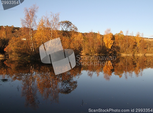 Image of Autumn forest 