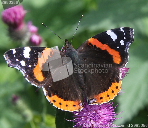 Image of Butterfly on a thistle