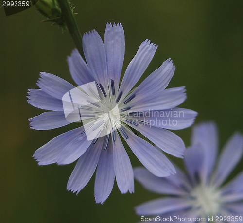 Image of Blue flower