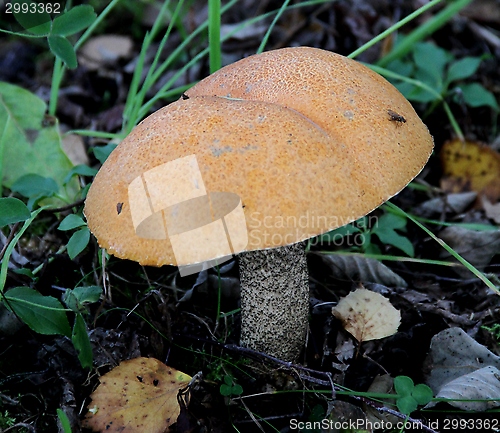 Image of Mushroom