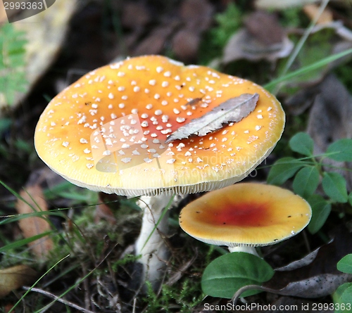 Image of Red agaric
