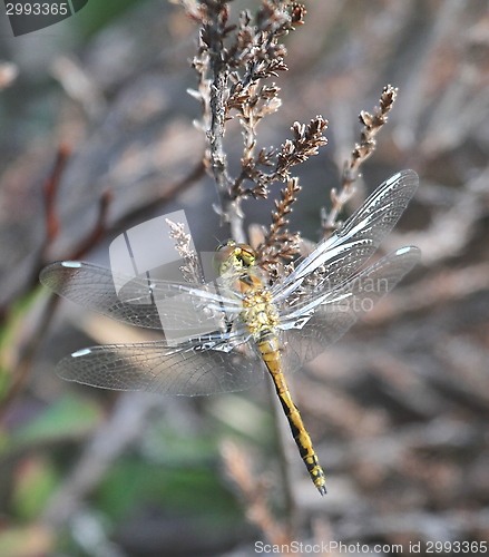 Image of Dragonfly