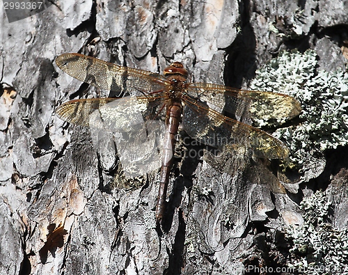 Image of Dragonfly