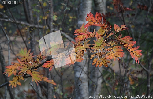 Image of Autumnal tree