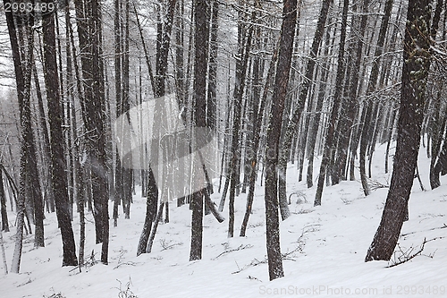 Image of Winter forest