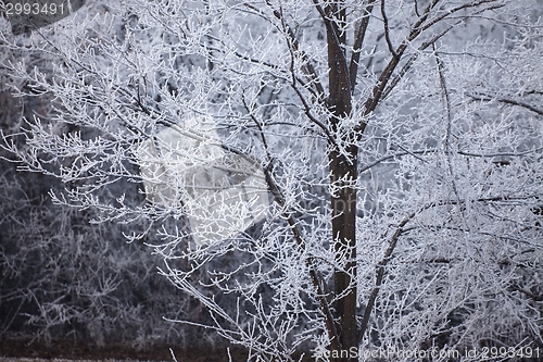 Image of Winter tree