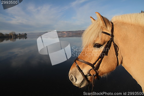 Image of Norwegian fjord