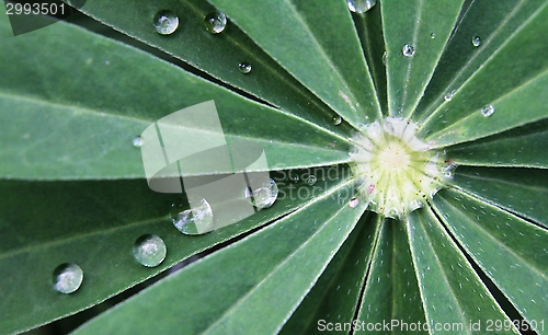 Image of Lupin after rain