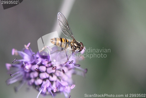 Image of Hoverfly on a flower