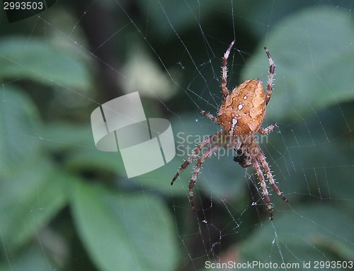 Image of Spider 