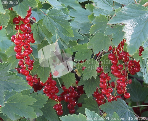 Image of Red currant