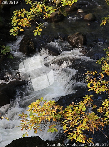 Image of Forest river