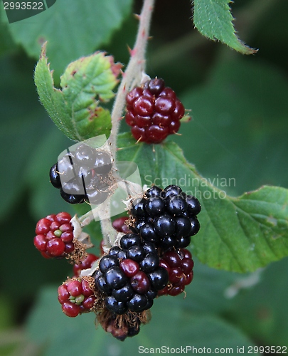 Image of Blackberries