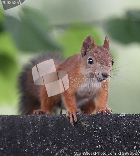 Image of Red squirrel