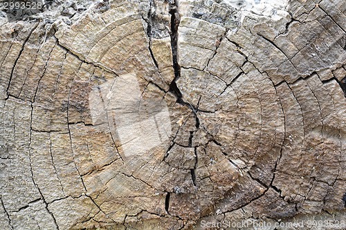 Image of structure of the saw cut logs in the background