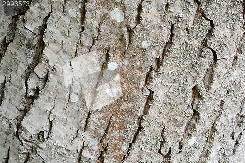 Image of Texture of tree bark