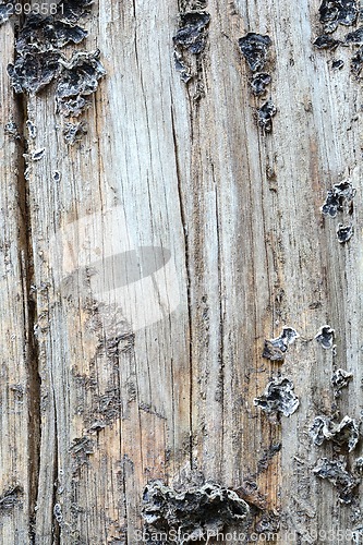 Image of background of bark tree